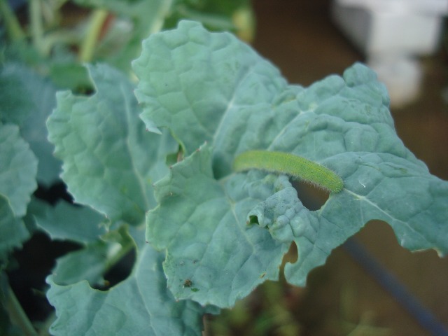DSC09685.JPG