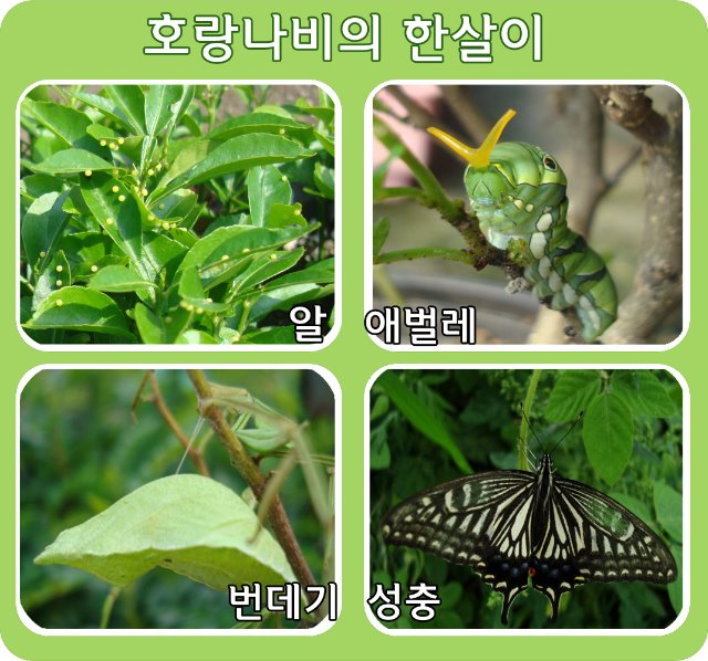 포맷변환_호랑나비한살이.jpg