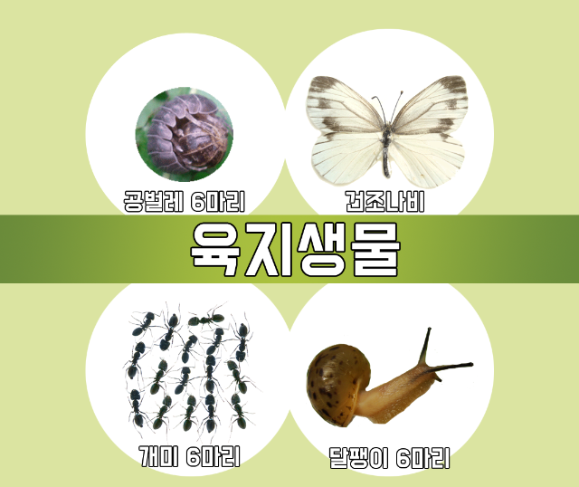 육지생물.png