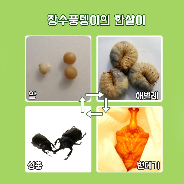 포맷변환_장수풍뎅이의 한살이.jpg