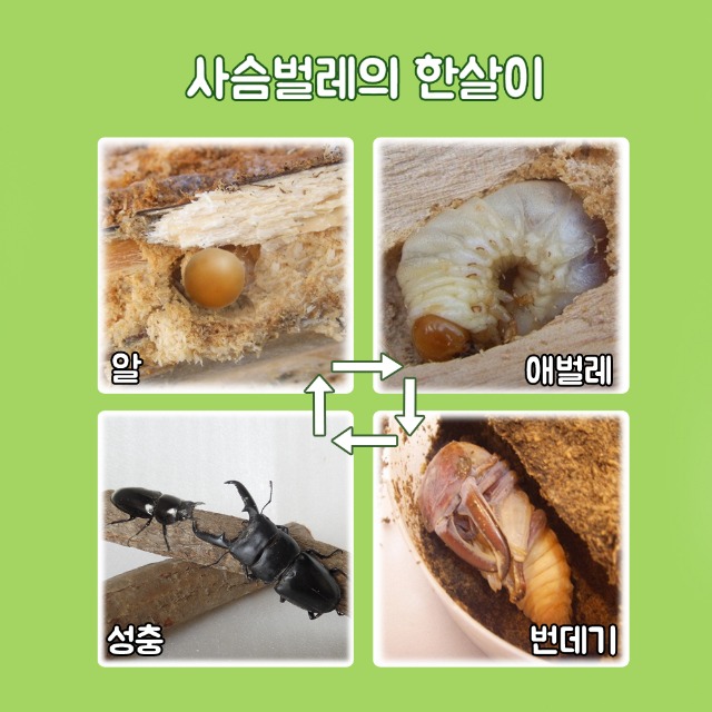 포맷변환_사슴벌레 한살이 완성본.jpg