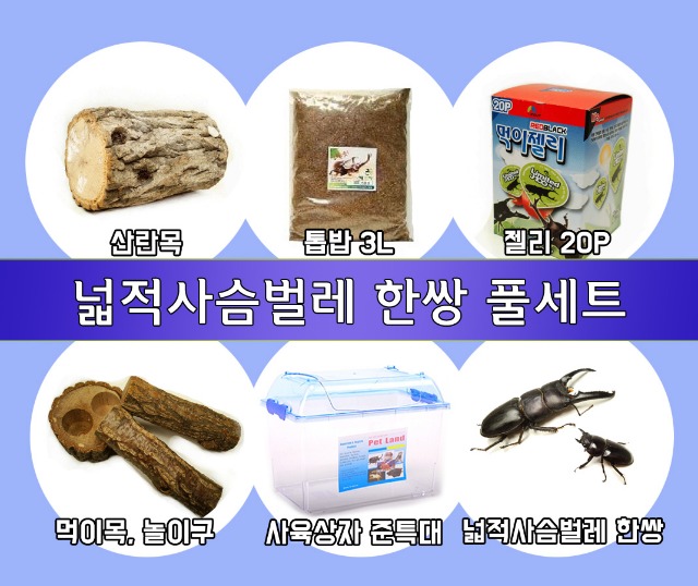 사슴벌레 한쌍 풀세트.jpg