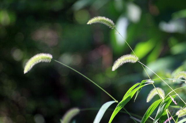 foxtail-4714634.jpg