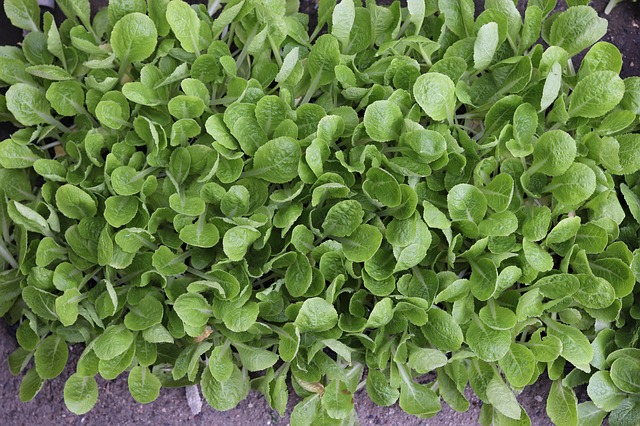 seedlings-2774706_640.jpg