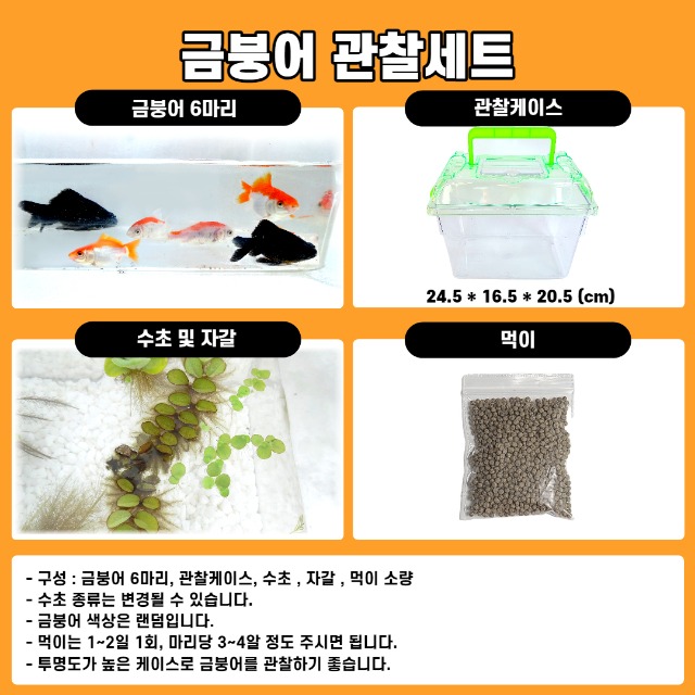 금붕어-001.jpg